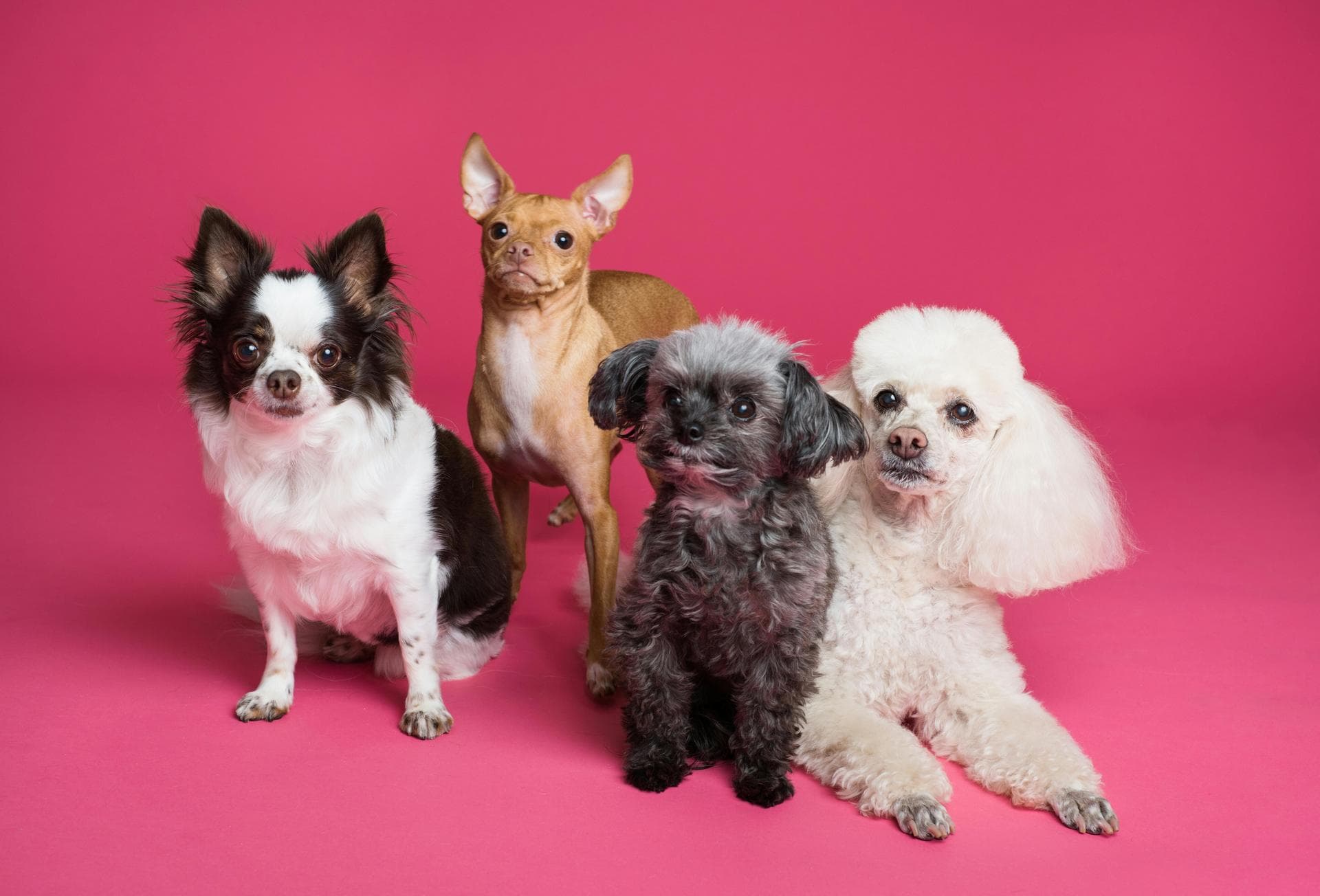Dog & Cat Vets in Southam