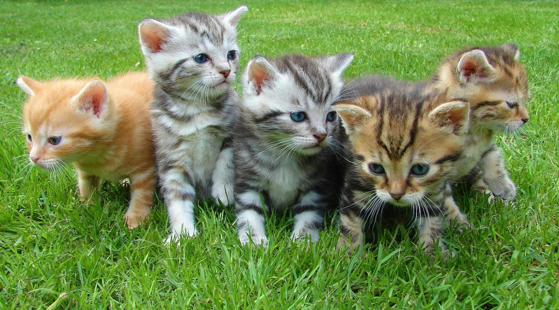 Dog & Cat Vets in Southam
