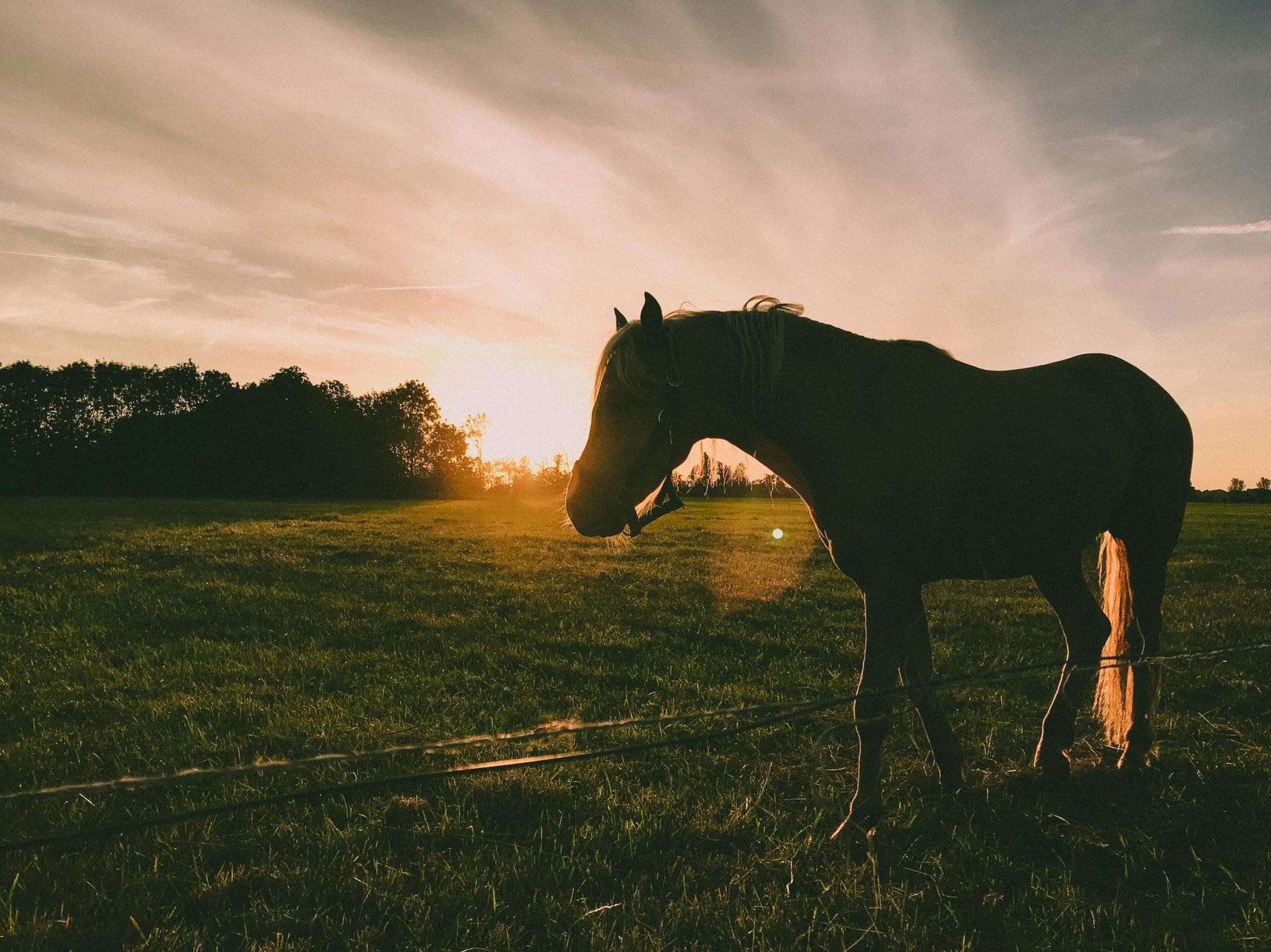 Keyhole Spay Prices in Warwickshire