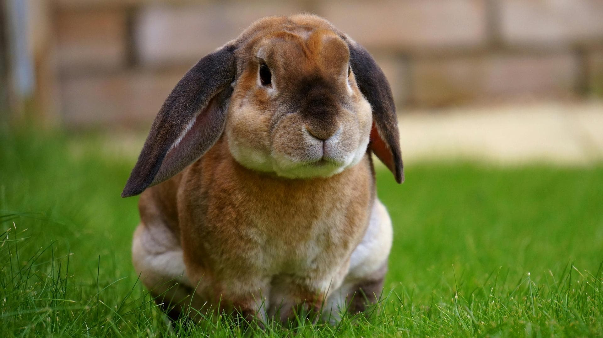 Best Vets in Alcester