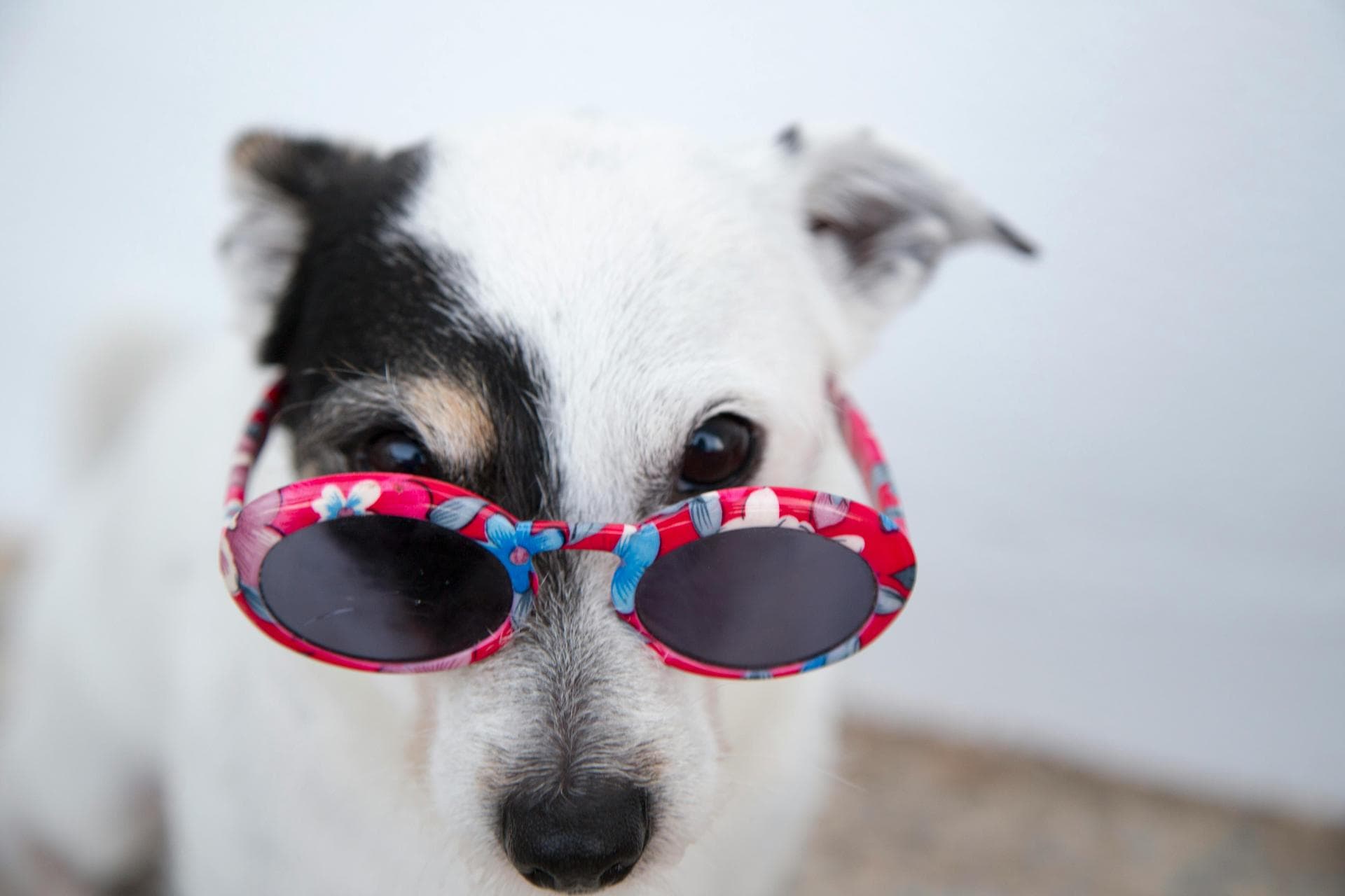 Dog & Cat Vets in Kenilworth