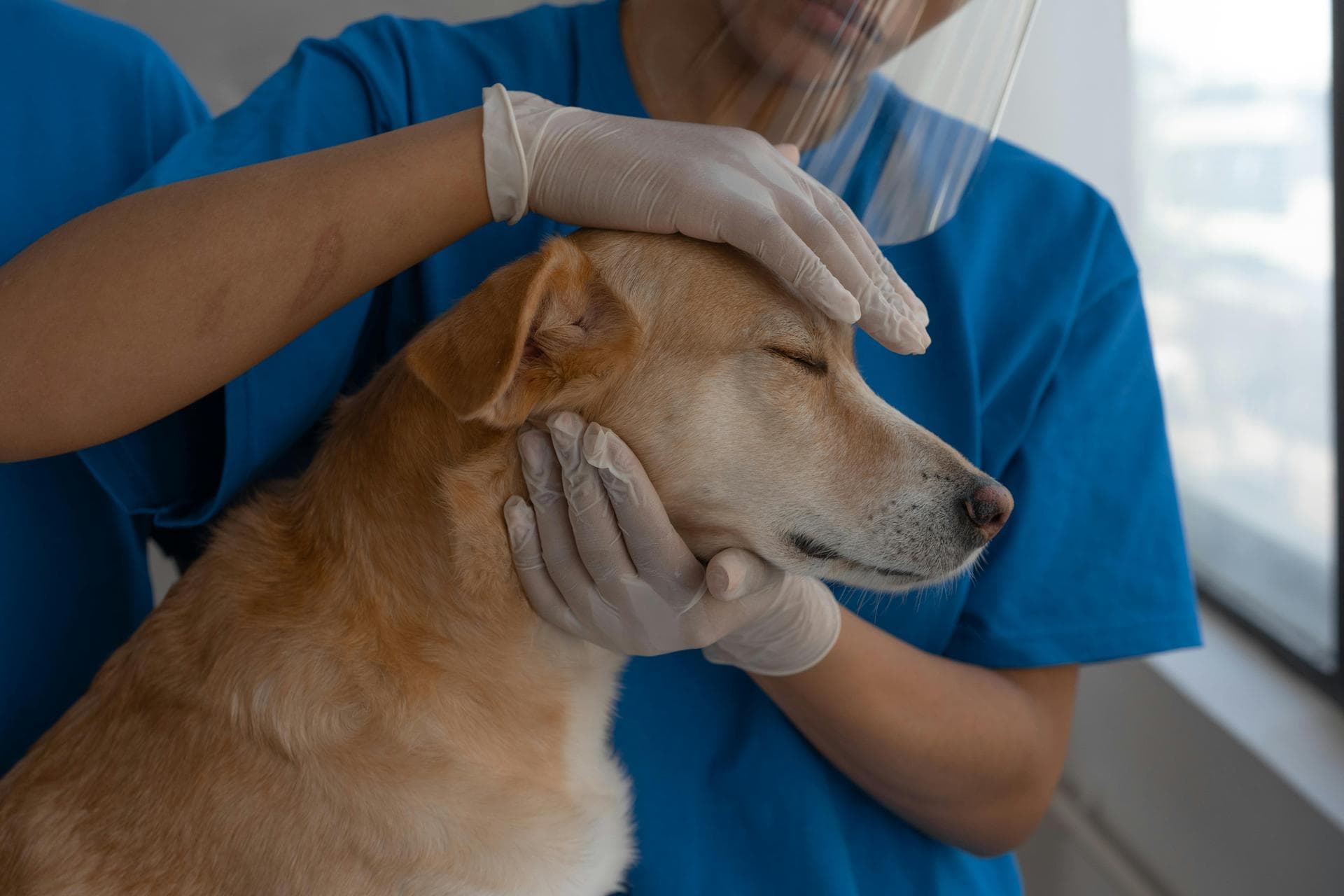 Best Vets in Nuneaton